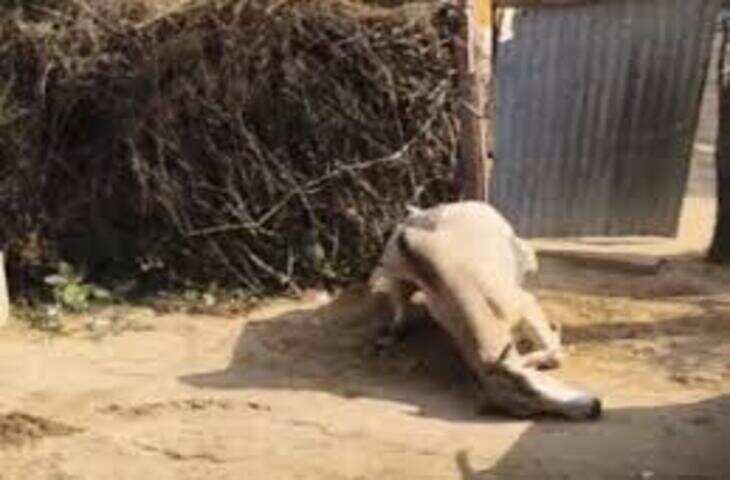 सीकर में सांड को जानबूझकर कुचलने के आरोपी दो युवकों को पुलिस ने गिरफ्तार किया