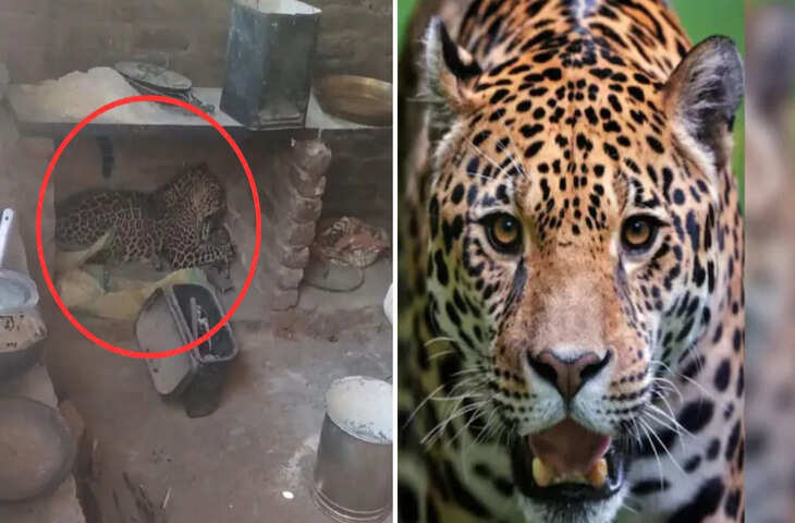 प्रतापगढ़ में लेपर्ड का आतंक, फुटेज में देखें अचानक हमले में 5 लोग घायल; रेस्क्यू ऑपरेशन जारी