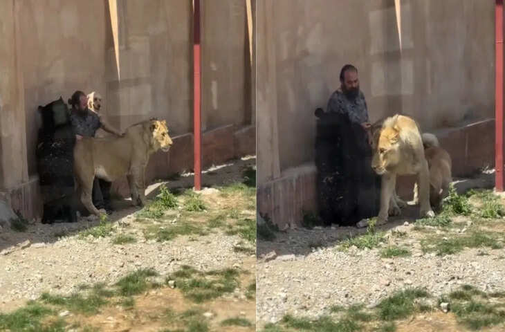 शेर, भालू और कुत्ते पर एक साथ प्यार, सोशल मीडिया पर वीडियो ने मचाई धूम