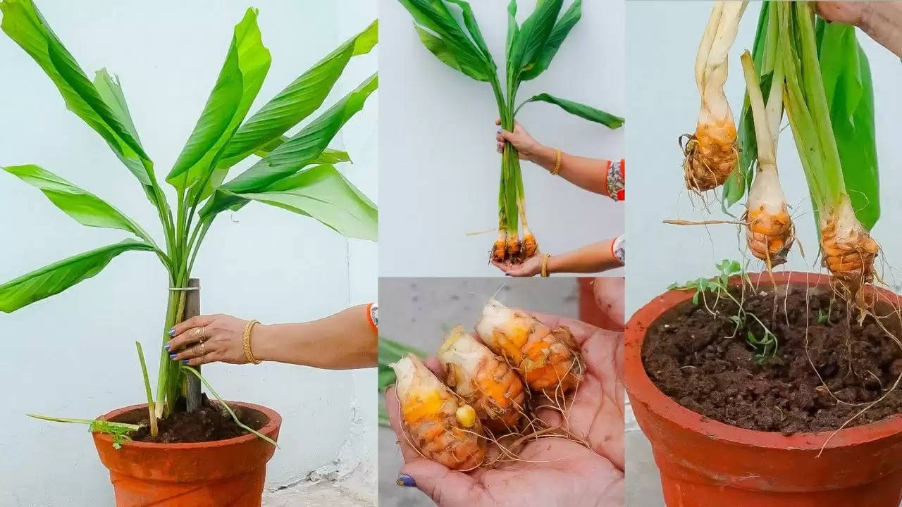 Vastu tips plant turmeric plant in this direction there will never be any shortage of money in the house