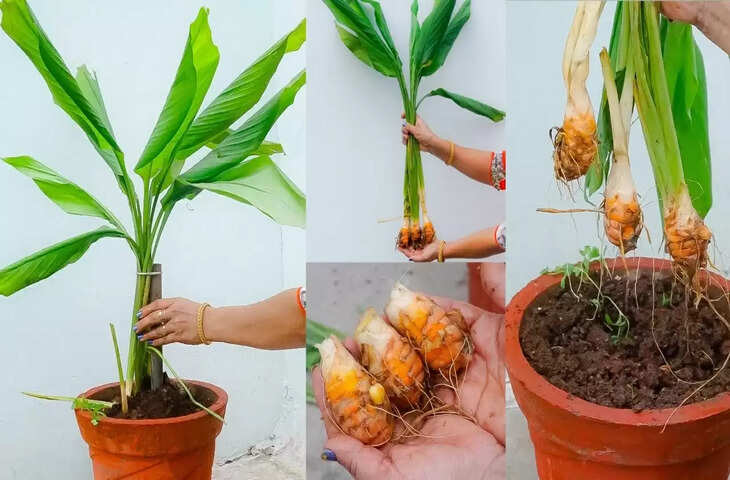 Vastu tips for plants know turmeric plant benefits this bring good luck and prosperity