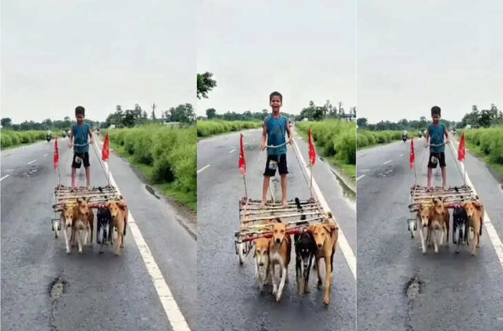 VIDEO: चार कुत्तों ने खींची बच्चे की गाड़ी, देसी अंदाज वाली अनोखी सवारी ने इंटरनेट पर मचाई धूम​​​​​​​