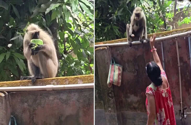 &lsquo;साबुन नहीं, आलू खा&rsquo;&hellip;'&nbsp;मम्मी की कड़क डांट के आगे तो बन्दर भी सीधा हो गया, वीडियो देख रह जाएंगे हैरान&nbsp;