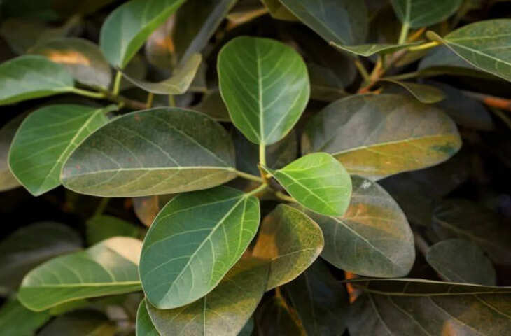 Vastu Tips: घर में बरगद का पेड़ उगना शुभ या अशुभ? जानें वट वृक्ष से जुड़े वास्तु नियम और धार्मिक मान्यताएं