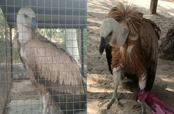 जालोर में मिला दुर्लभ हिमालयन ग्रिफ़ॉन गिद्ध, उड़ान नहीं भरने के बाद वन विभाग ने किया रेस्क्यू