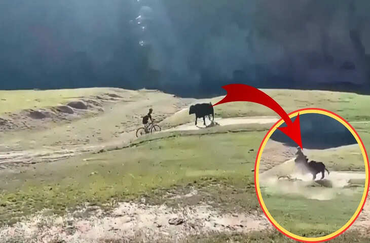 सांड का गुस्सा और सोशल मीडिया पर वायरल वीडियो: साइकिल सवार के लिए बना डरावना अनुभव