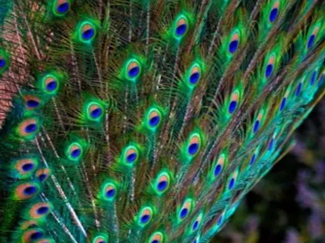 Janmashtami festival 2022 vastu tips mor pankh benefits peacock feathers
