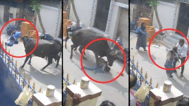 श्रीगंगानगर में बेटी को बचाने के लिए गाय से भिड़ गई मां: सींग पकड़कर किया मुकाबला, पसलियां टूटीं, CCTV में कैद हुई घटना