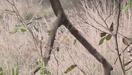 रणथंभौर: मां‑बेटी टाइगर्स की टेरिटरी &lsquo;युद्ध&rsquo; से कांप उठा जंगल!