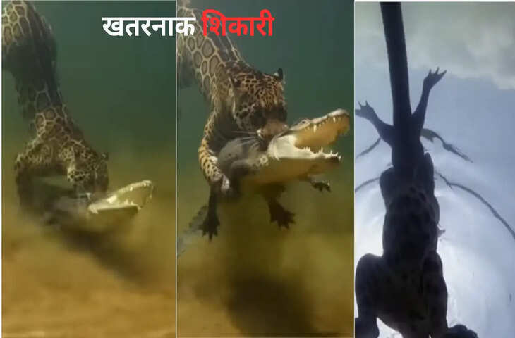 पानी के अंदर घुसकर जगुआर ने मगरमच्छ को ऐसे दबोचा, कैमरे में कैद हो गया शॉकिंग नजारा, देखें VIDEO