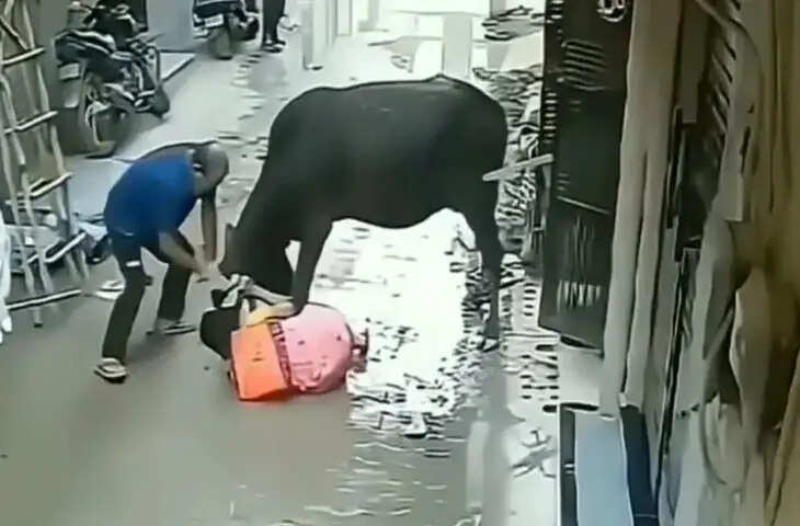 सांड ने महिला पर किया अटैक, ले लेता जान अगर बीच में न आता ये इंसान, दर्दनाक है VIDEO