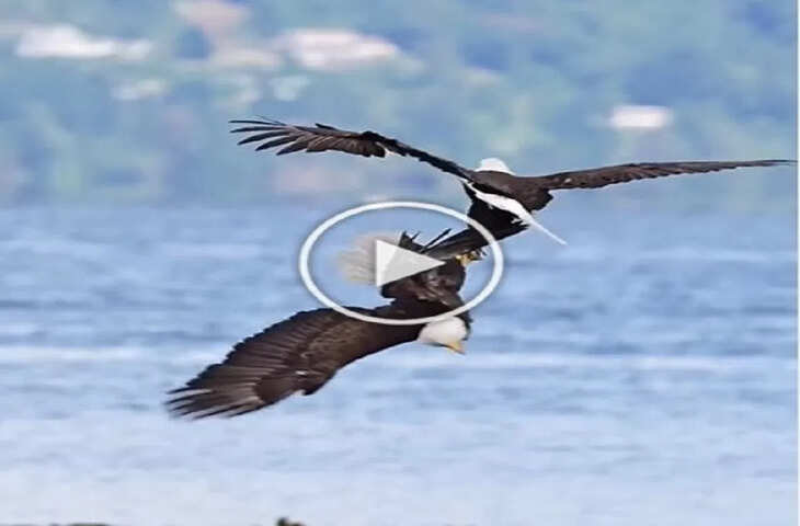 हवा में मौत का खेल! दो बाज़ों की भयंकर फाइट कैमरे में कैद, वायरल VIDEO ने उड़ाए होश