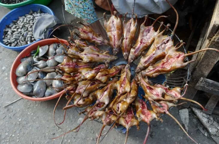 &ldquo;रोस्टेड चूहा&rdquo; स्ट्रीट फूड? पनीर टिक्का जैसी दुकानें, बडे चाव से लाइन में लगकर खाते है लोग