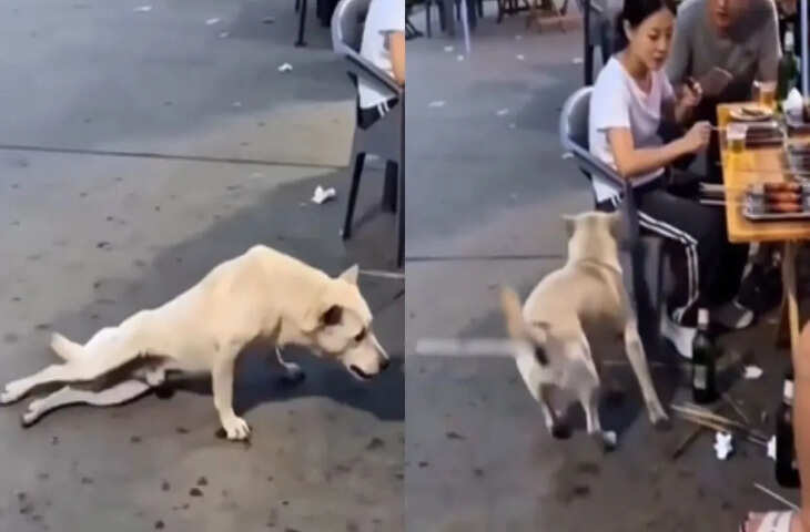 खाने की जुगाड़ में कुत्ते ने दिखाई गजब की एक्टिंग, VIDEO देखकर लोग बोले- इसे तो ऑस्कर मिलना चाहिए...'&nbsp;