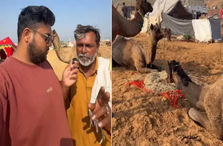 क्या ऊंट 7 दिन तक बिना पानी पीए रह सकता है? अंकल का जवाब सुन लोगों को लगा झटका, Video वायरल