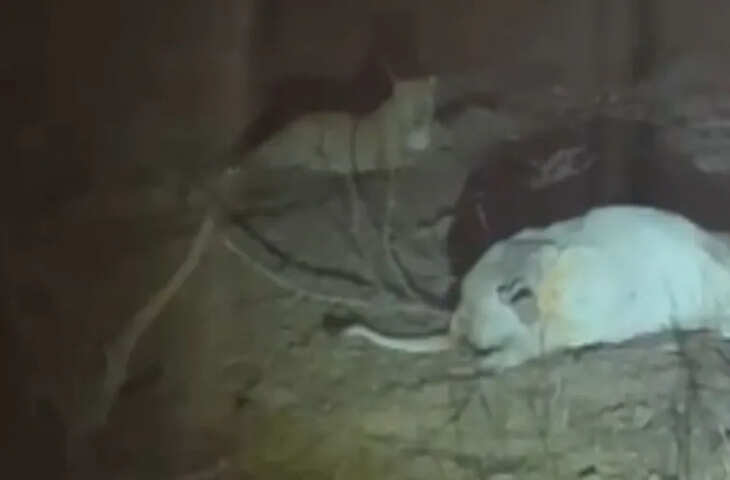 भरतपुर में पैंथर का आतंक: रात में बछड़े का शिकार, ग्रामीणों में दहशत का माहौल