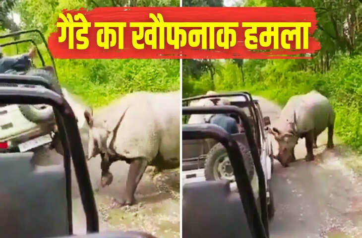 असम के मानस नेशनल पार्क में सफारी के दौरान खौफनाक पल, विशाल गैंडे के करीब पहुंची जीप, फिर हुआ डरावना नजारा