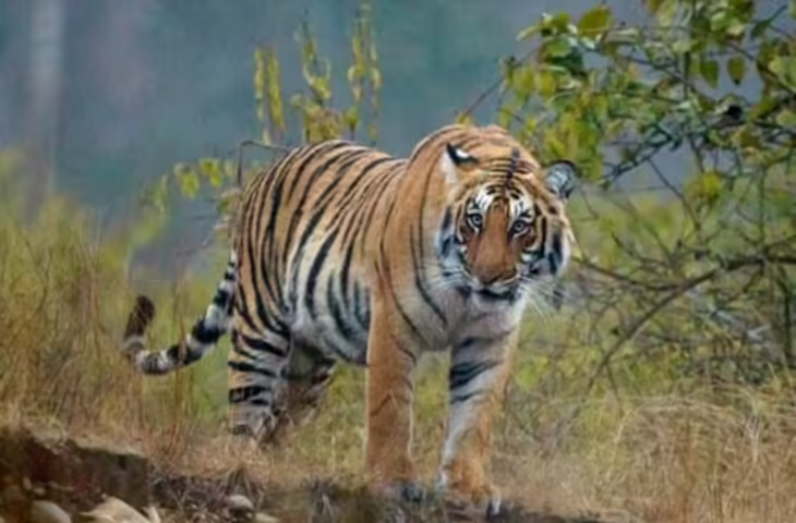 राजस्थान से 9 बाघ अन्य राज्यों में होंगे शिफ्ट, बढ़ती आबादी से अंत: प्रजनन का खतरा बढ़ा