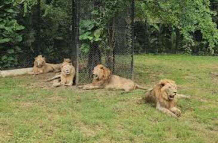 खुले जंगल में भालू और शेर की आमने-सामने की टकराहट, वीडियो देख रोंगटे खड़े हो जाएं