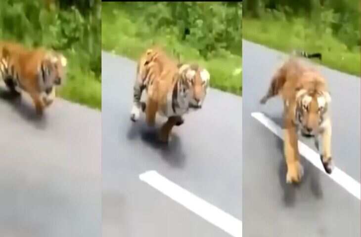 सड़क पर बाघ का खौफनाक हमला! कार आते ही बाघ टूट पड़ा,​​​​​​​ वायरल वीडियो देख निकल जाएगी चीख&nbsp;