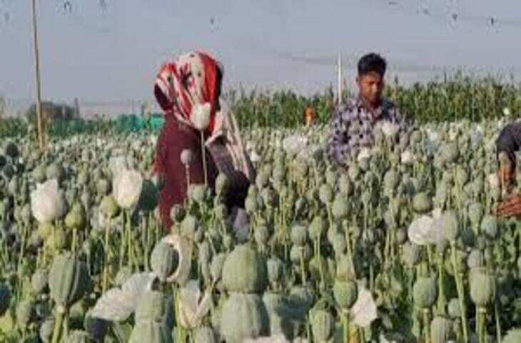 अफीम तौल प्रक्रिया शुरू, किसानों के लिए जारी किए गए दिशा-निर्देश