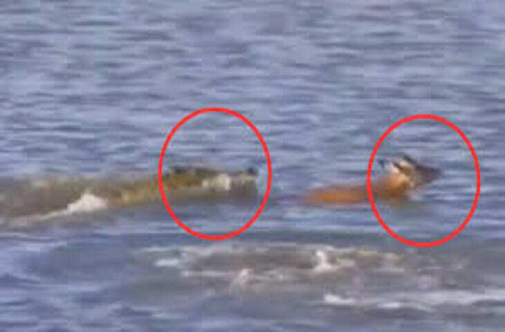 नदी पार करने के लिए हिरण ने जैसे लगाई छलांग, 5 सेकंड में मगरमच्छ ने बता दिया ‘फैसला कितना गलत था