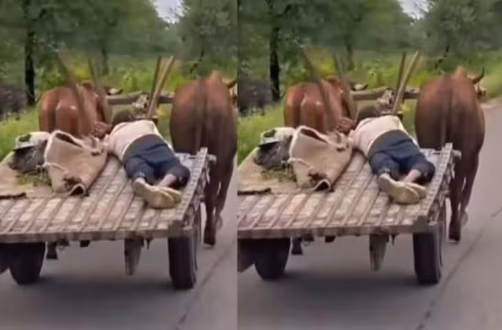 Desi Tesla! बैलों के भरोसे सड़क पर दौड़ती दिखी बुग्गी, पीछे आराम से सो रहा शख्स, वायरल हुआ वीडियो..