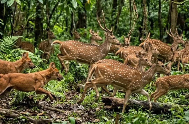 सरगुजा में दिल दहला देने वाली घटना, आवारा कुत्तों के झुंड ने 15 हिरणों को मार डाला