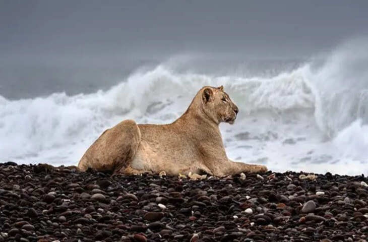 घना जंगल छोड़ समंदर किनारे आराम फरमाती दिखी शेरनी,&nbsp;कैमरे में कैद हुआ अद्भुत नजारा