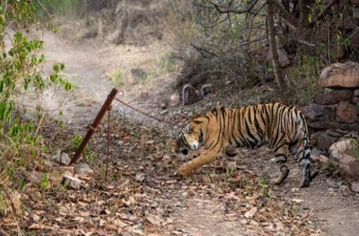 रणथंभौर में बाघ मलंग की हलचल से थमी रफ्तार, टैक्सी ड्राइवर की लापरवाही से यात्रियों की जान पर बन आई
