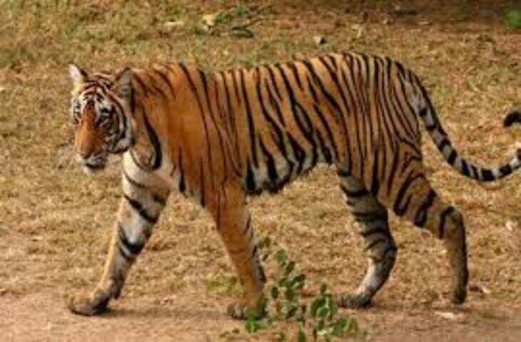कोल्हान में एक बार फिर से बाघ का खौफ, बंगाल सीमा पर बाघ दिखा 