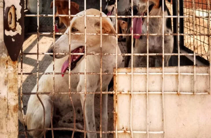 &lsquo;वैक्यूम इफेक्ट&rsquo; क्या है? क्यों कुत्तों को हटाने से हो सकता है बड़ा नुकसान, जानिए इसपर क्या है वैज्ञानिकों की राय&nbsp;