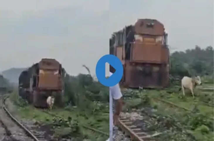 लोकोपायलट की सूझबूझ ने बचाया बड़ा हादसा! ट्रेन के सामने आई भैंस, वीडियो देख लोग कर रहे सलाम​​​​​​​