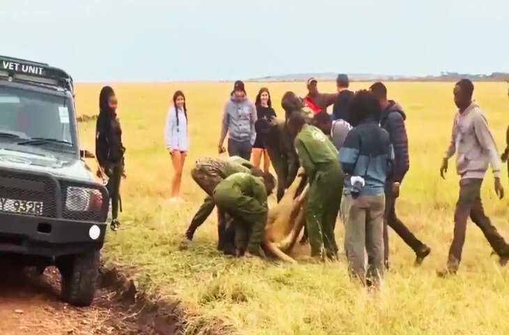 बेहोश शेर को गाड़ी में शिफ्ट कर रही थी टीम, अचानक हुआ ऐसा ट्विस्ट कि वीडियो हो गया वायरल
