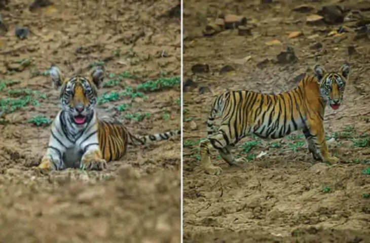 Sawai madhopur बाघिन टी-114 शावकों को नहीं मिला नंबर: डीएफओ बोले- रणथंभौर में शावक ज्यादा, समय लगेगा, टोडरा वन क्षेत्र में चहल-पहल