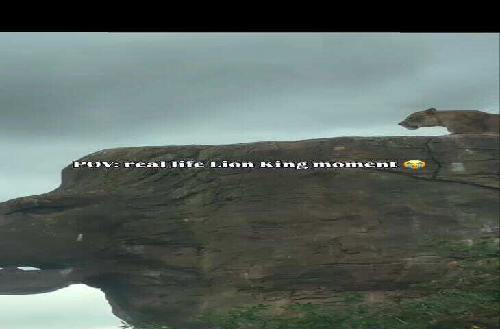 पहाड़ी पर बैठी शेरनी का जलवा, The Lion King जैसा नजारा देख इंटरनेट हुआ दीवाना