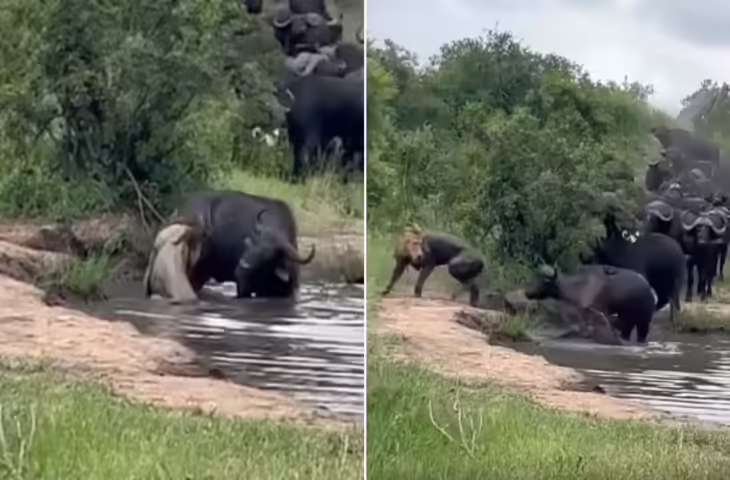 भैंसे को अकेला पाकर शेर ने सोचा खत्म कर देगा खेल, तभी पीछे से आए सच्चे दोस्त और दिखा दी एकता की ताकत