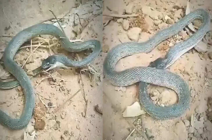 अपनी पूंछ निगलते हुए सांप का खौफनाक और हैरान करने वाला वीडियो, देखकर फटी रह गई यूजर्स की आँखें&nbsp;