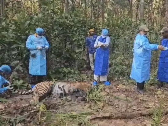 कान्हा टाइगर रिजर्व में दो बाघों की मौत पर हाईकोर्ट सख्त, मध्य प्रदेश सरकार से मांगा जवाब