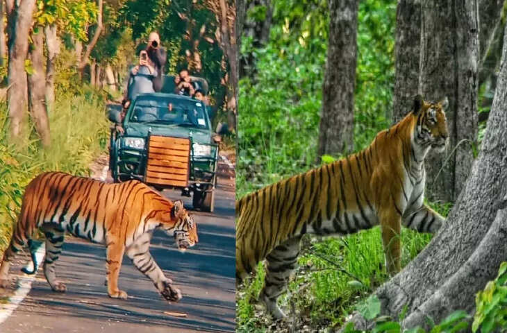 Tiger Safari India: नवंबर की ठंडक में करें जंगल एडवेंचर, इन टॉप 6 टाइगर रिजर्व में मिलेगा रियल वाइल्ड एक्सपीरियंस