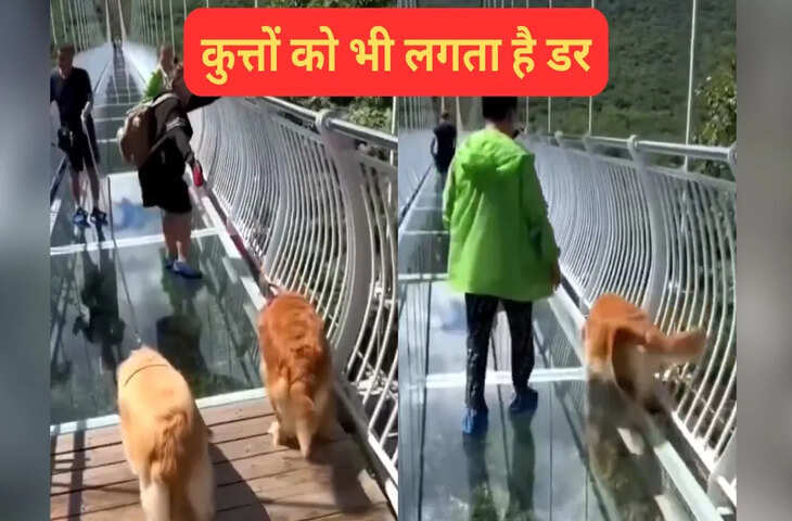 इसे कहते हैं असली डर, ग्लास ब्रिज पर चढ़ते ही कुत्तों की हुई हालत खराब, मजेदार है ये VIDEO