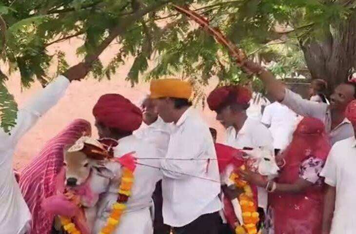 पाली में अनोखा विवाह: बछड़े-बछड़ी का शादी समारोह बना चर्चा का विषय