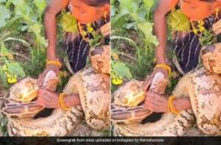 लड़की ने पकड़ा बड़ा अजगर, सांप ने भी तुरंत किया अटैक, फिर जो हुआ... मंजर देख कांप जाएगी रूह