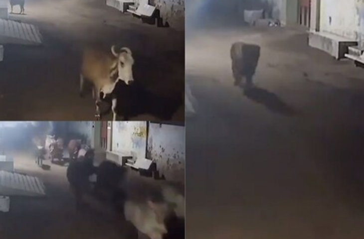 पीछे आ रही थी 'मौत', जान जोखिम में डालकर आगे गायों की हिफाजत करता रहा कुत्ता