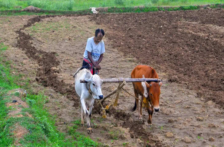 महाराष्ट्र में किसानों की आत्महत्या से बढ़ी चिंता, 5 महीनों में 313 किसानों ने दी जान; 181 मामलों की जांच अब भी लंबित
