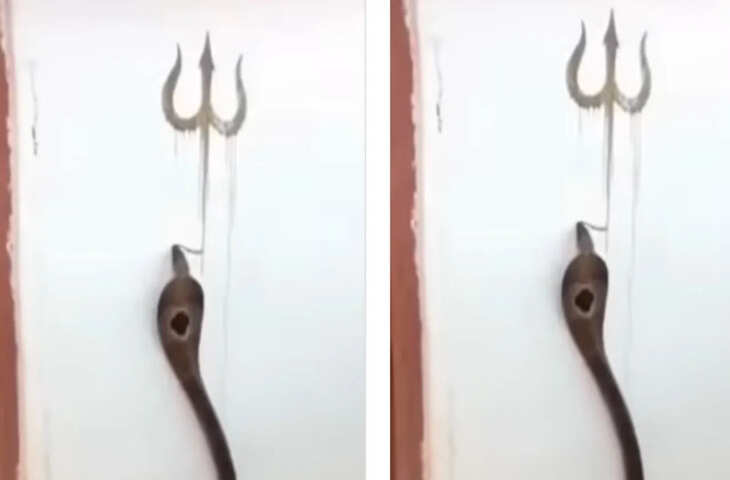 वायरल हुआ कोबरा का त्रिशूल बनाता वीडियो, देख लोग बोले- 'ये तो चमत्कार है'