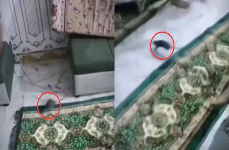 सोशल मीडिया पर वायरल हुआ अनोखा वीडियो, देखकर आप भी रह जाएंगे हैरान