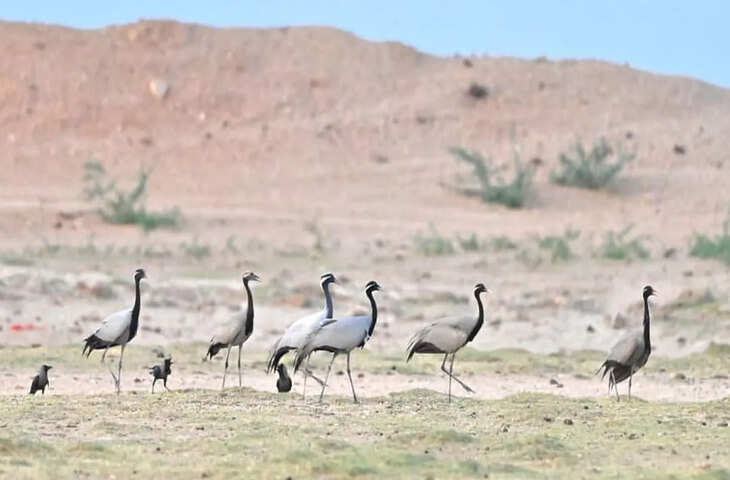 प्रवासी पक्षियों की वापसी शुरू, सिलोतरा तालाब पर रह गईं छह कुरजां