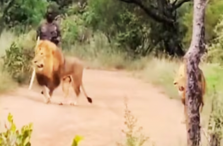 जंगल के राजा को शख्स ने डंडे से कुत्तों की तरह डराकर भगाया, देखकर रह जाएंगे हैरान