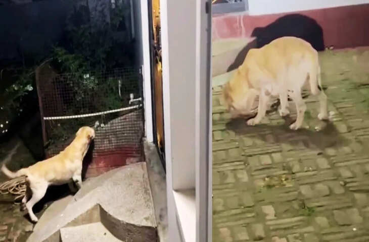Dog Loyalty Viral: वफादारी की मिसाल बना कुत्ता! कोबरा से आखिरी दम तक करता रहा मुकाबला, परिवार की बचाई जान​​​​​​​